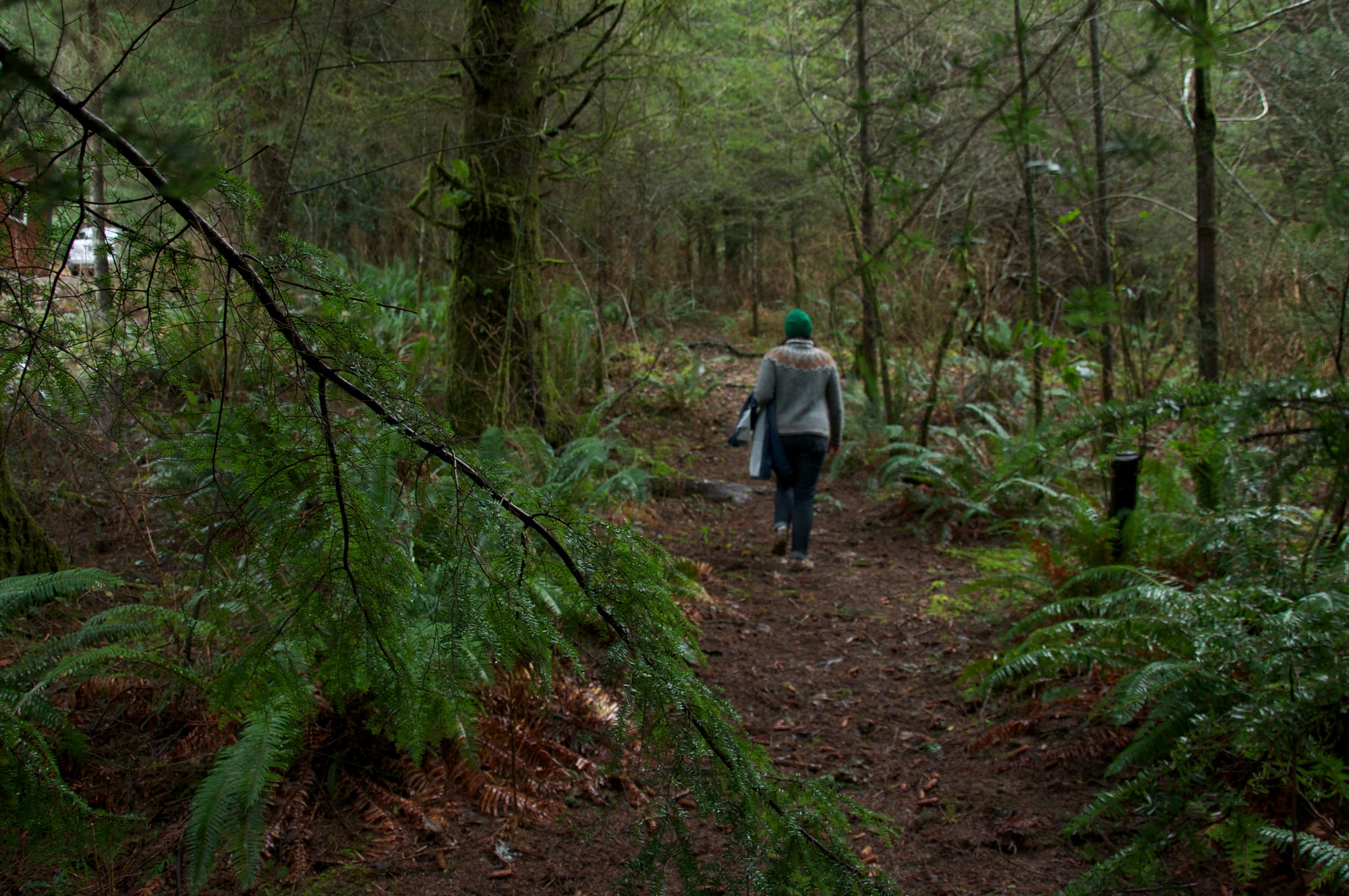 A Walk in the North Oregon Coast Forest